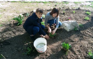 Frumusețea naturii (video)