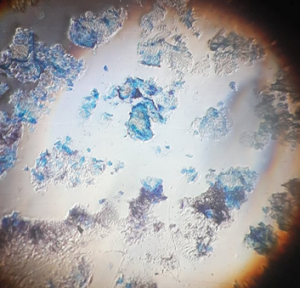 Lumea văzută la microscop